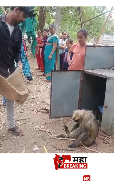 Deforestation drives monkeys