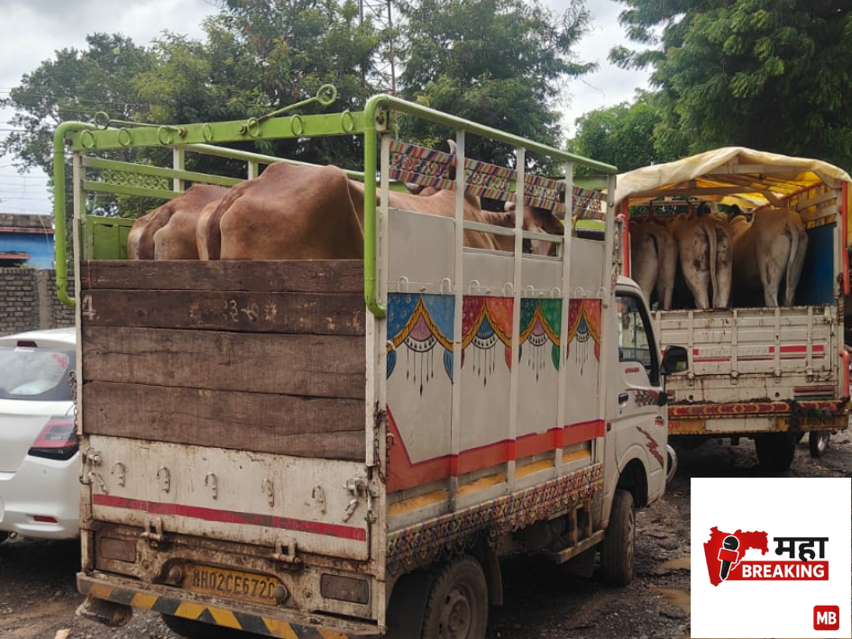 Cattle being taken