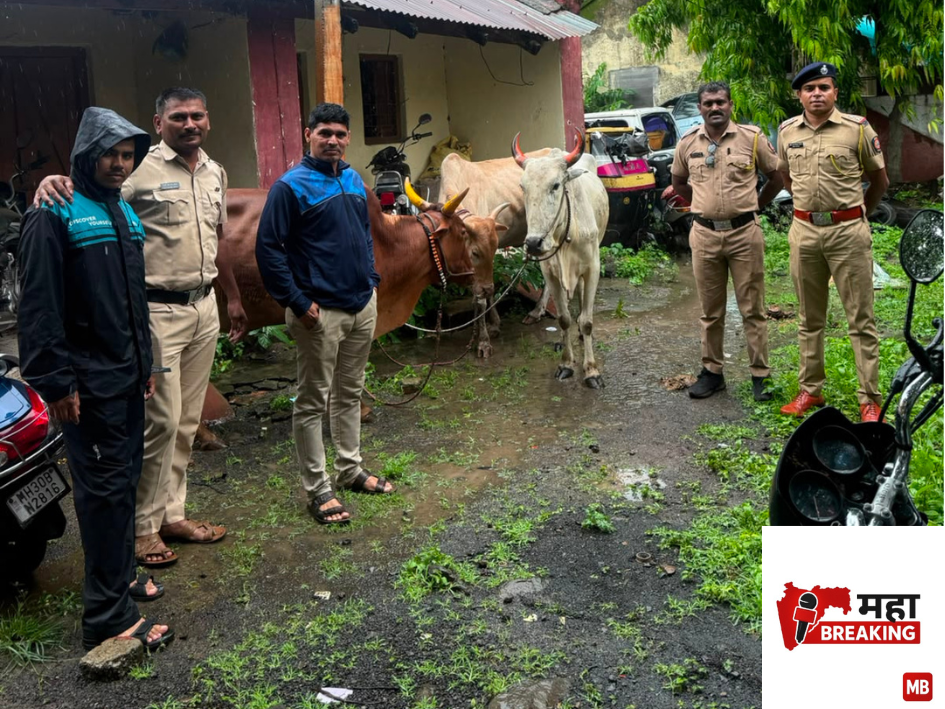 illegal transport of cattle