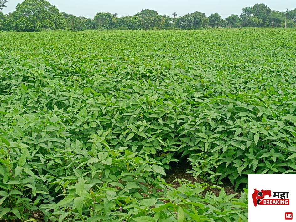 Soybean crop