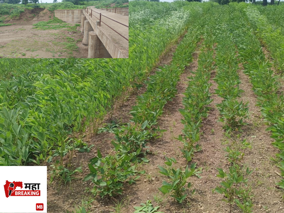 Kharif crops